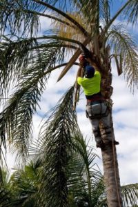 Palm Tree T And Removal In Tampa Contact Us Today Palm Tree T Cost In Tampa